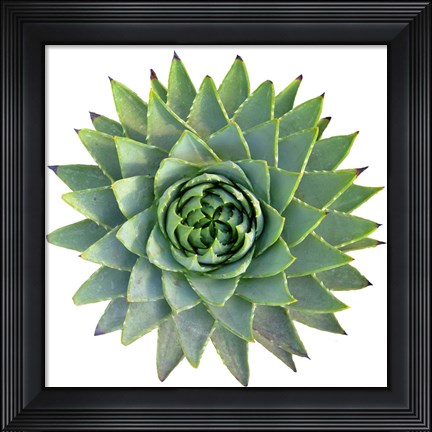 Framed Succulent Cut Out 9 Print