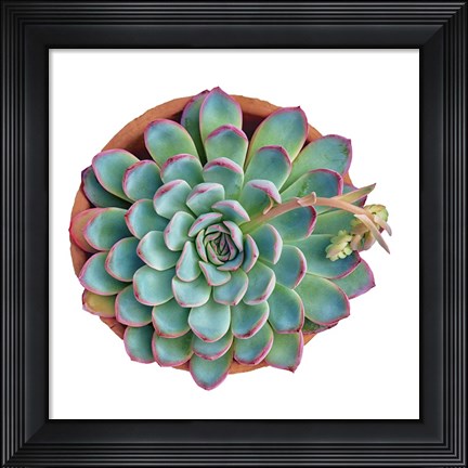 Framed Succulent Cut Out 10 Print