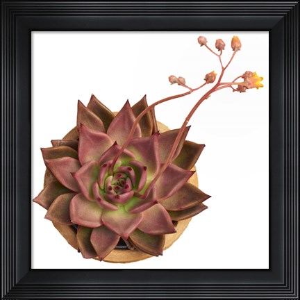 Framed Succulent Cut Out 11 Print