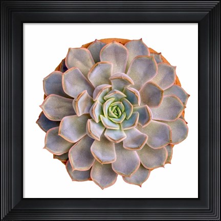 Framed Succulent Cut Out 12 Print