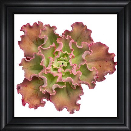 Framed Succulent Cut Out 13 Print