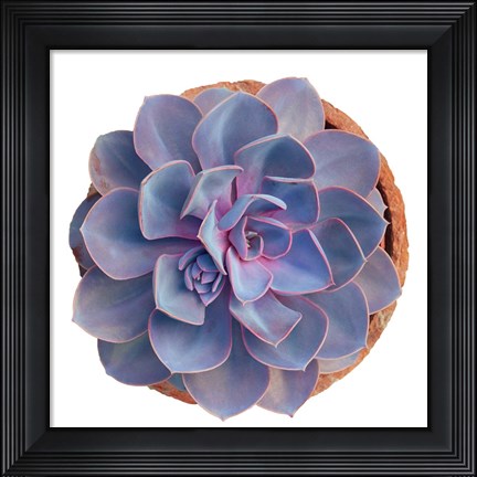 Framed Succulent Cut Out 14 Print
