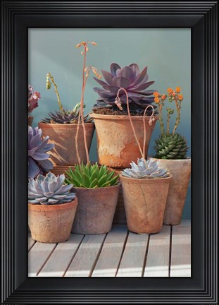 Framed Succulent on Table I Print