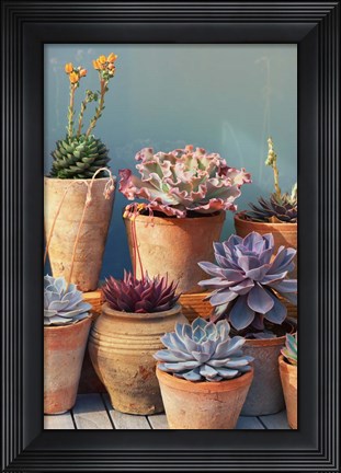 Framed Succulent on Table II Print