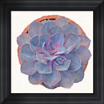 Framed Succulent Watercolor Study Print