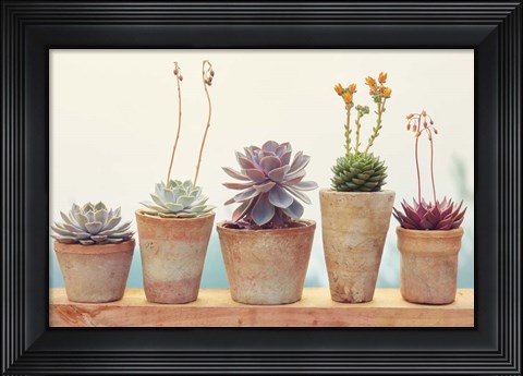 Framed Succulent Window I Print