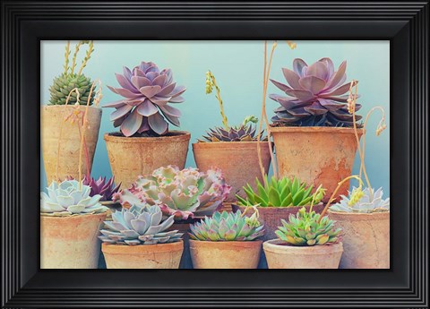 Framed Succulent Window IV Print