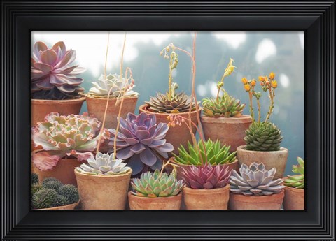 Framed Succulents in Terracotta Pots II Print