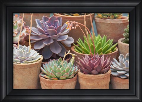 Framed Succulents in Terracotta Pots III Print