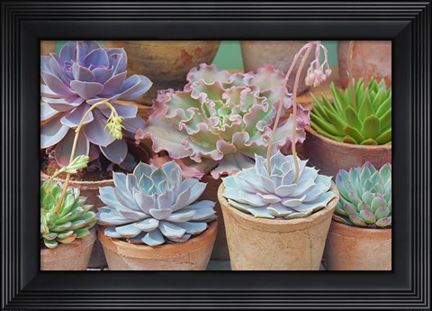 Framed Succulents in Terracotta Pots IV Print