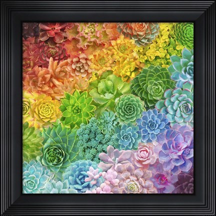 Framed Rainbow Succulents Print