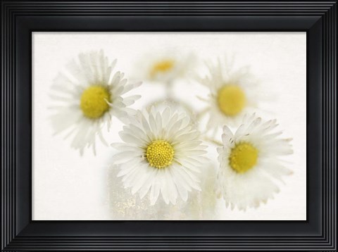 Framed Daisies Print