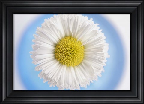 Framed Daisy in Blue Vase Print