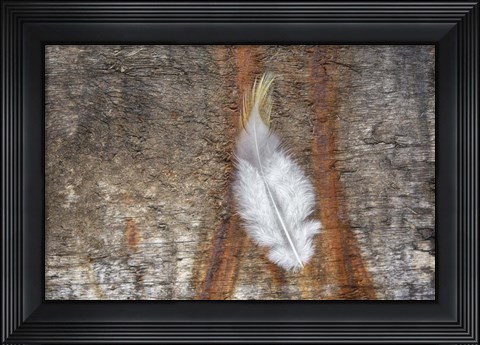 Framed Downy Feather Print