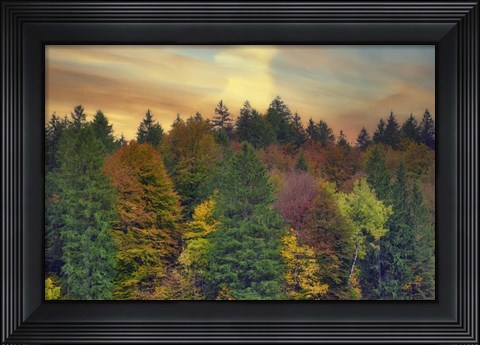 Framed Evening Light Forest Print