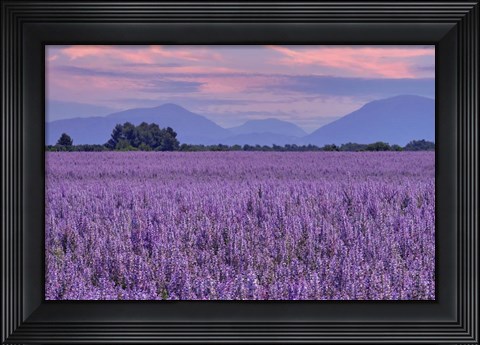 Framed Fields of Clary Sage in Provence Print