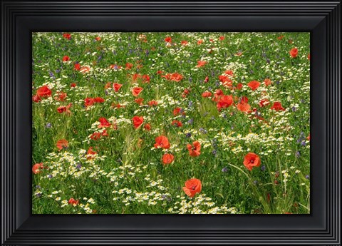 Framed Flower Field with Poppies Print