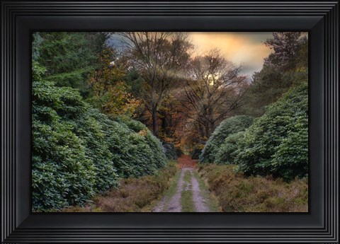 Framed Forest Sunset Print