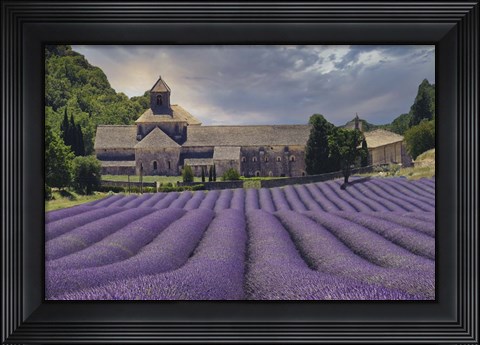 Framed Lavender Fields of Abbaye de Senanque Print