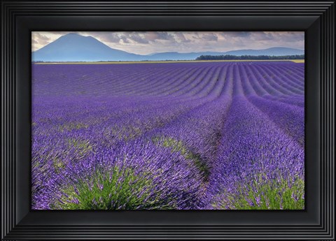 Framed Lavender Fields Provence Print