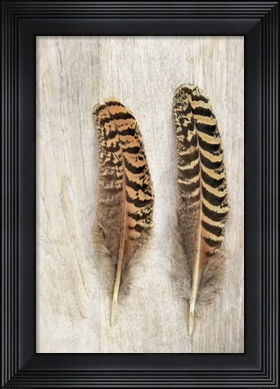 Framed Pheasant Feathers Print
