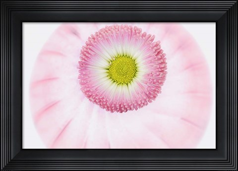 Framed Pink Daisy Print