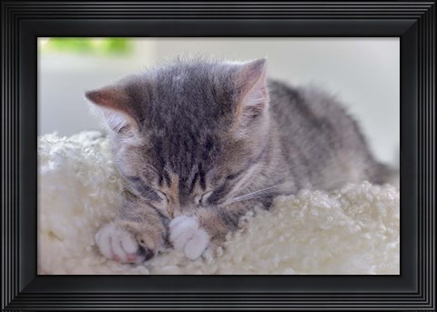 Framed Sleeping Kitten Print