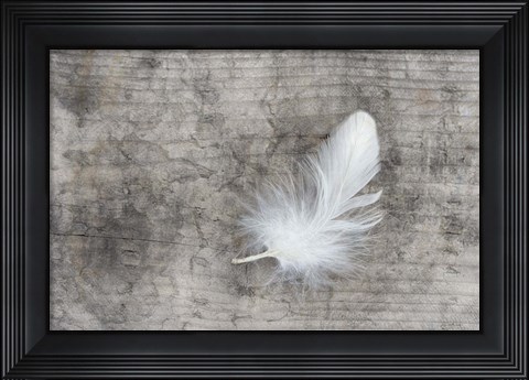 Framed White Feather Print