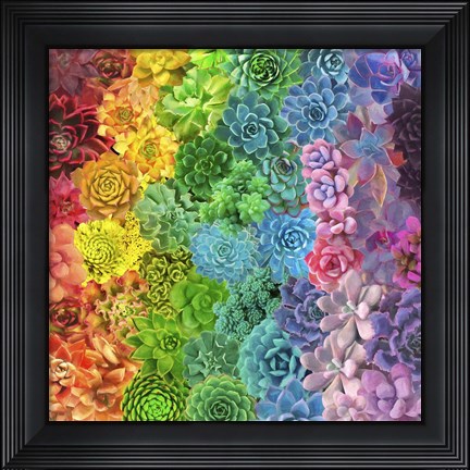 Framed Rainbow Succulents II Print