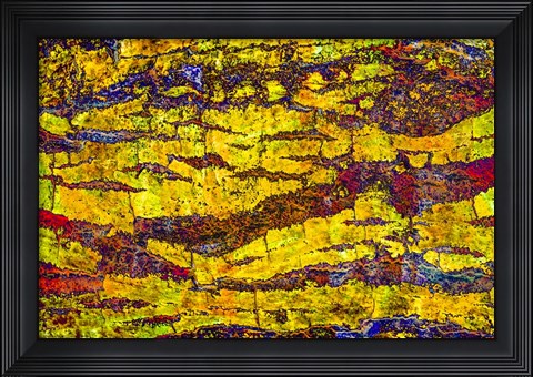 Framed Colorful Bark 1 Print