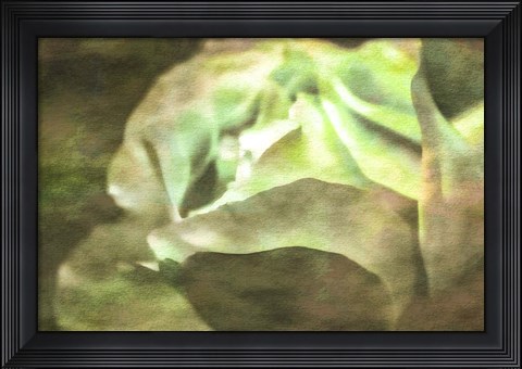Framed Roses on Canvas 21 Print