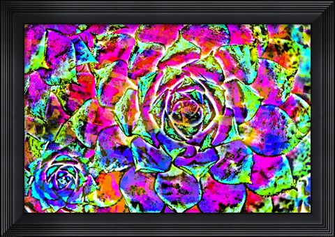 Framed Succulent Dressed in Rainbow Colors 27 Print