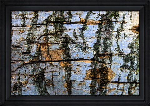 Framed Restless Age 12 Print
