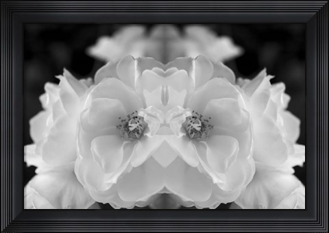 Framed Twin Rose 1 Print