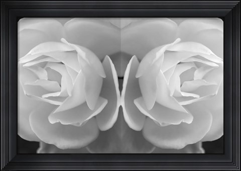 Framed Twin Rose 8 Print