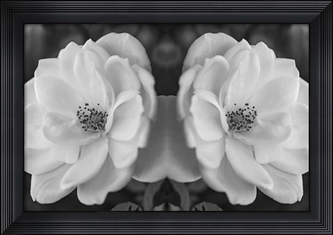 Framed Twin Rose 26 Print