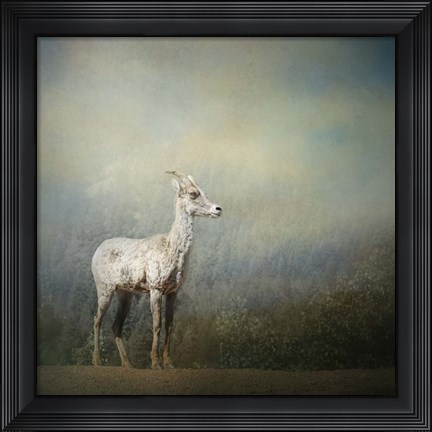 Framed Colorado Mountain Goat Print