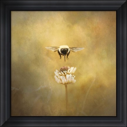 Framed Seeking The Prize Print