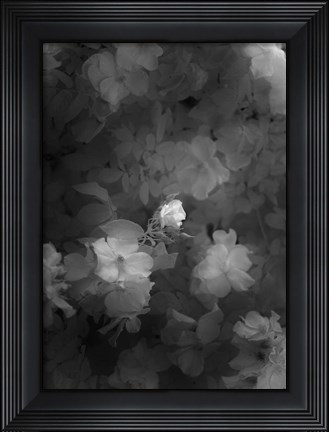 Framed Bower Print