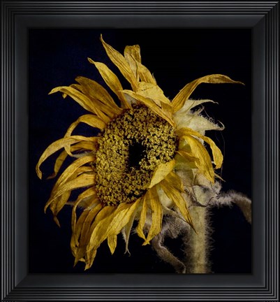 Framed Dried Sunflower 2 Print