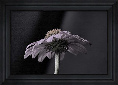 Framed Echnachia 2 Print