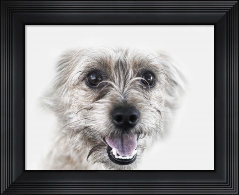 Framed Happy Dog Print
