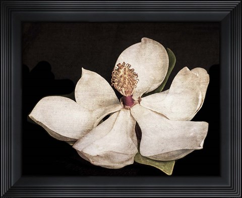 Framed Magnolia 2 Print