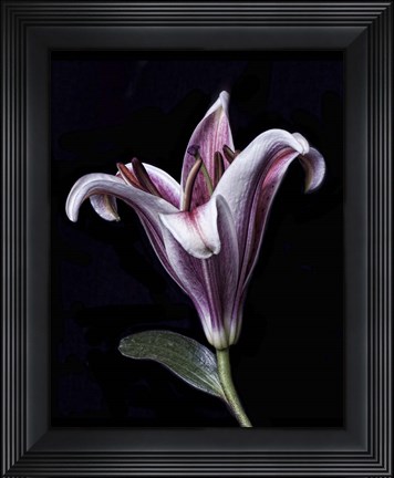 Framed Purple Lily Print