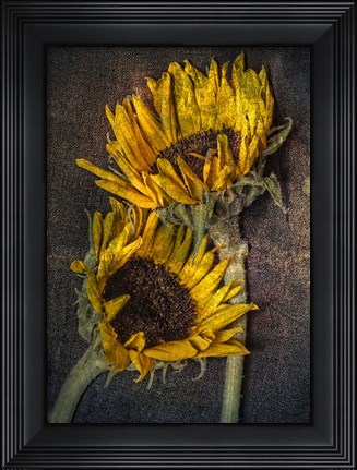 Framed Sunflowers Print