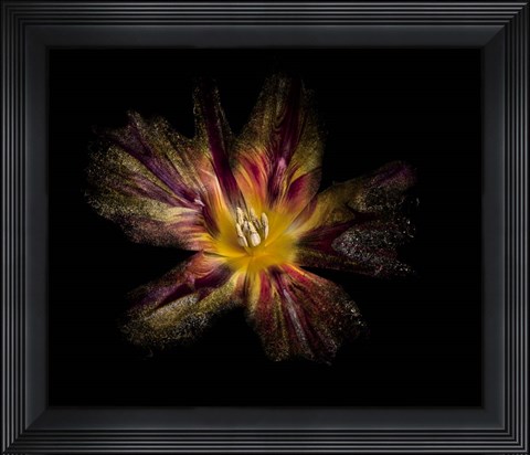 Framed Flower Explosion Print