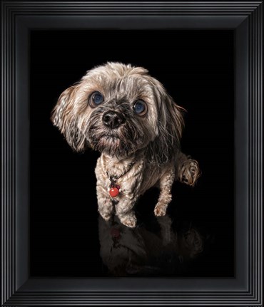 Framed Scuzzle Print
