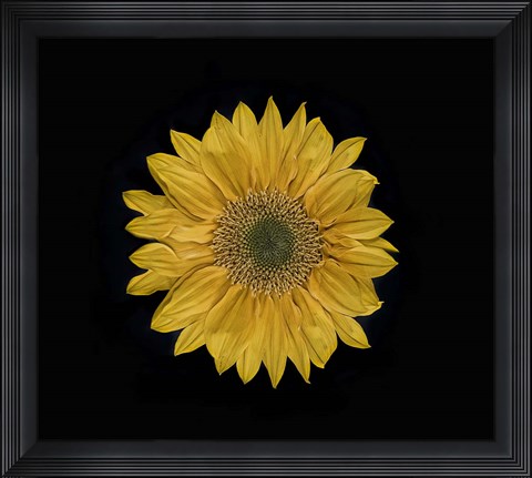 Framed Sunflower 2 Print