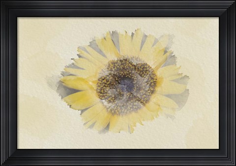 Framed Sunflower 3 Print