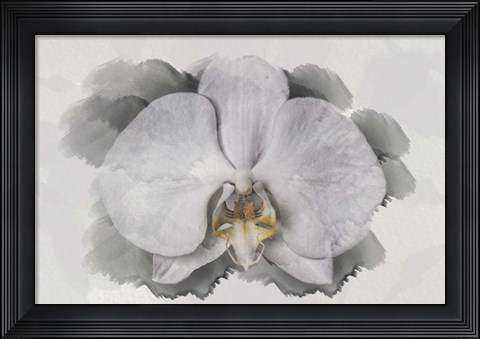 Framed White Orchid Print